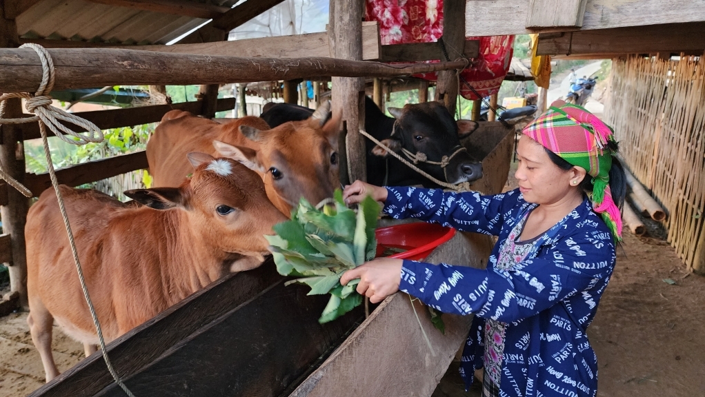 Hỗ trợ bò cho người nghèo phát triển kinh tế.