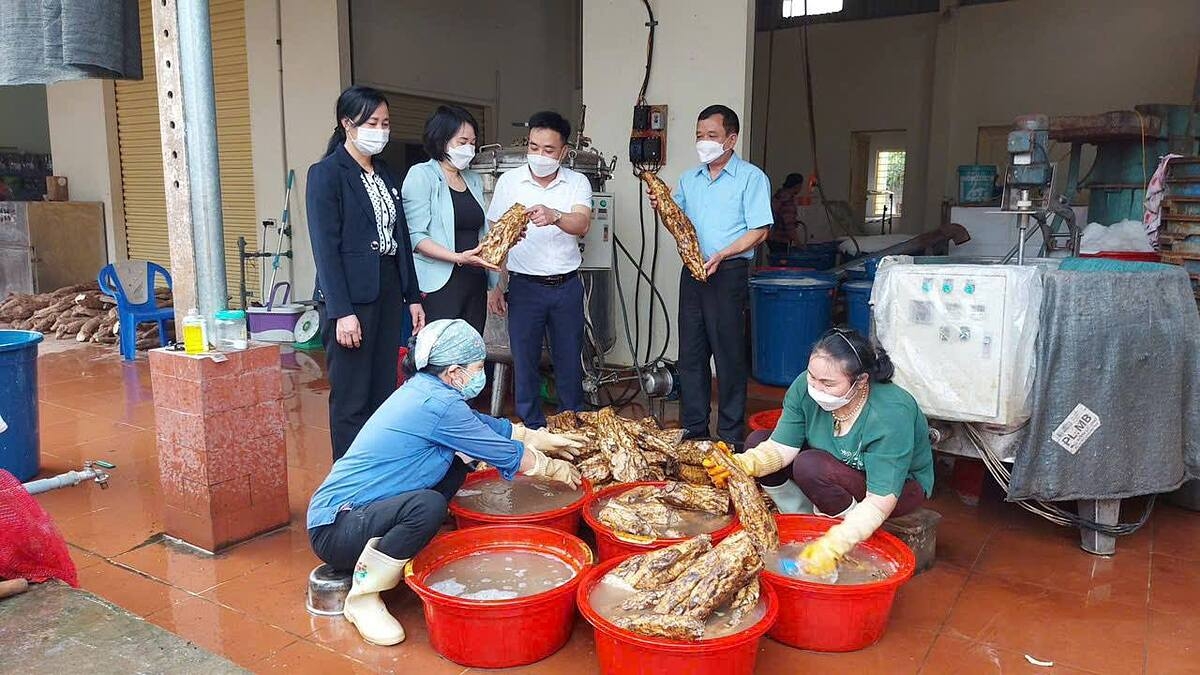 Củ sắn dây được các thành viên HTX Mạnh Hương rửa sạch đưa vào chế biến thành sản phẩm tinh bột.