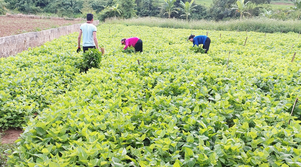 Bảo Lạc hình thành chuỗi trồng dâu nuôi tằm khép kín