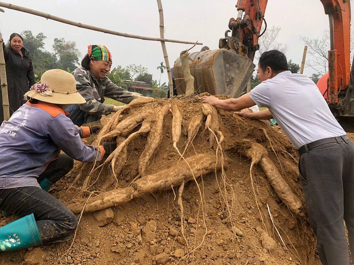 Nông dân Gia Phú phấn khởi vì sắn dây được mùa, được giá.