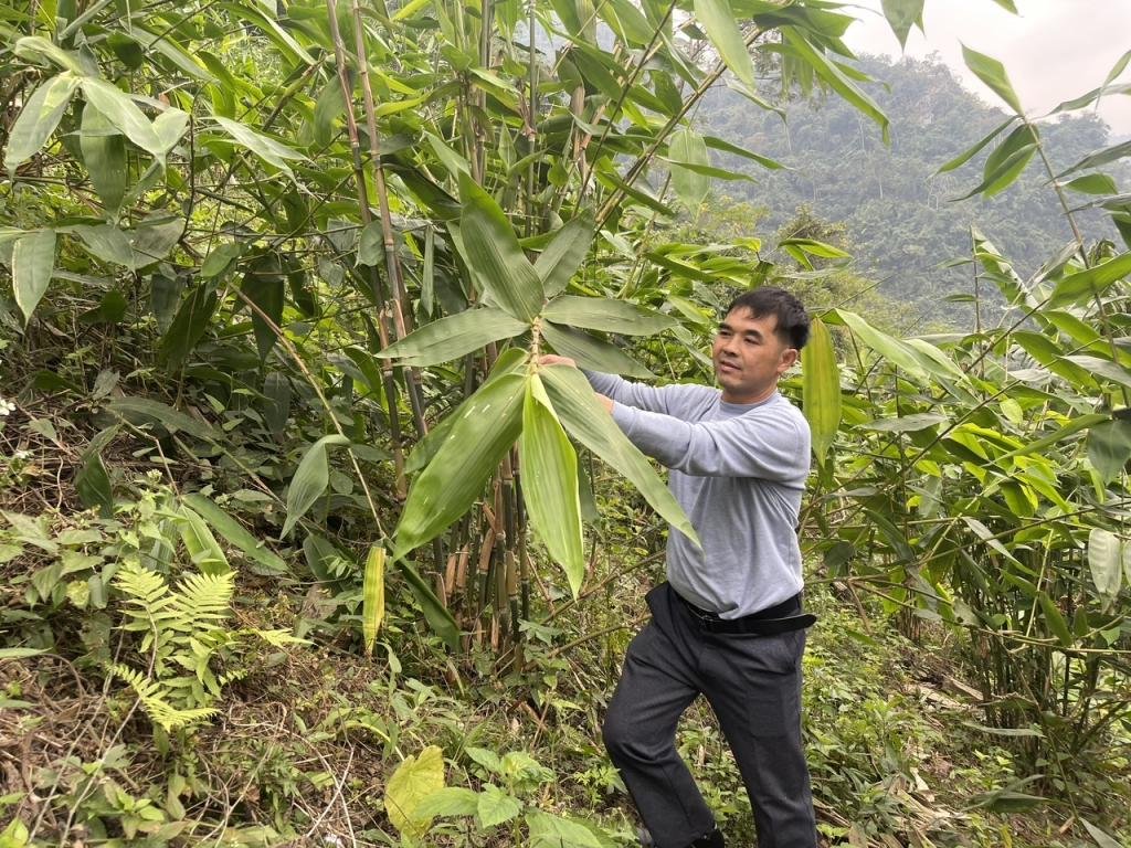 Cây giang giúp nhiều hộ dân thoát nghèo.