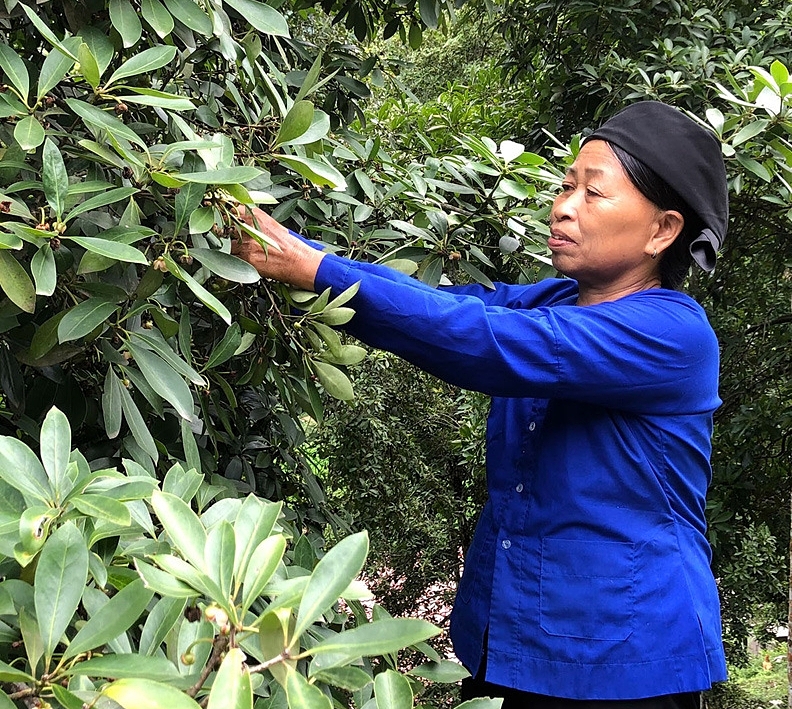 Hồi là một trong những cây trồng thế mạnh của huyện.