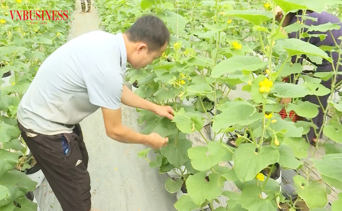 Ứng dụng chuyển đổi số là chìa khóa giúp người dân tộc thiểu số miền núi ở Bắc Quang hoàn thiện sản xuất.