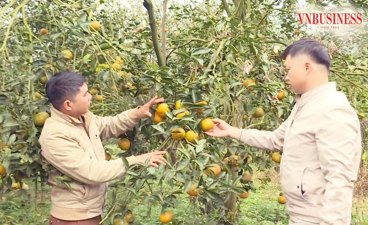 Đồng bào dân tộc thiểu số miền núi huyện Bắc Quang đang liên tục nâng cao hiệu quả sản xuất.
