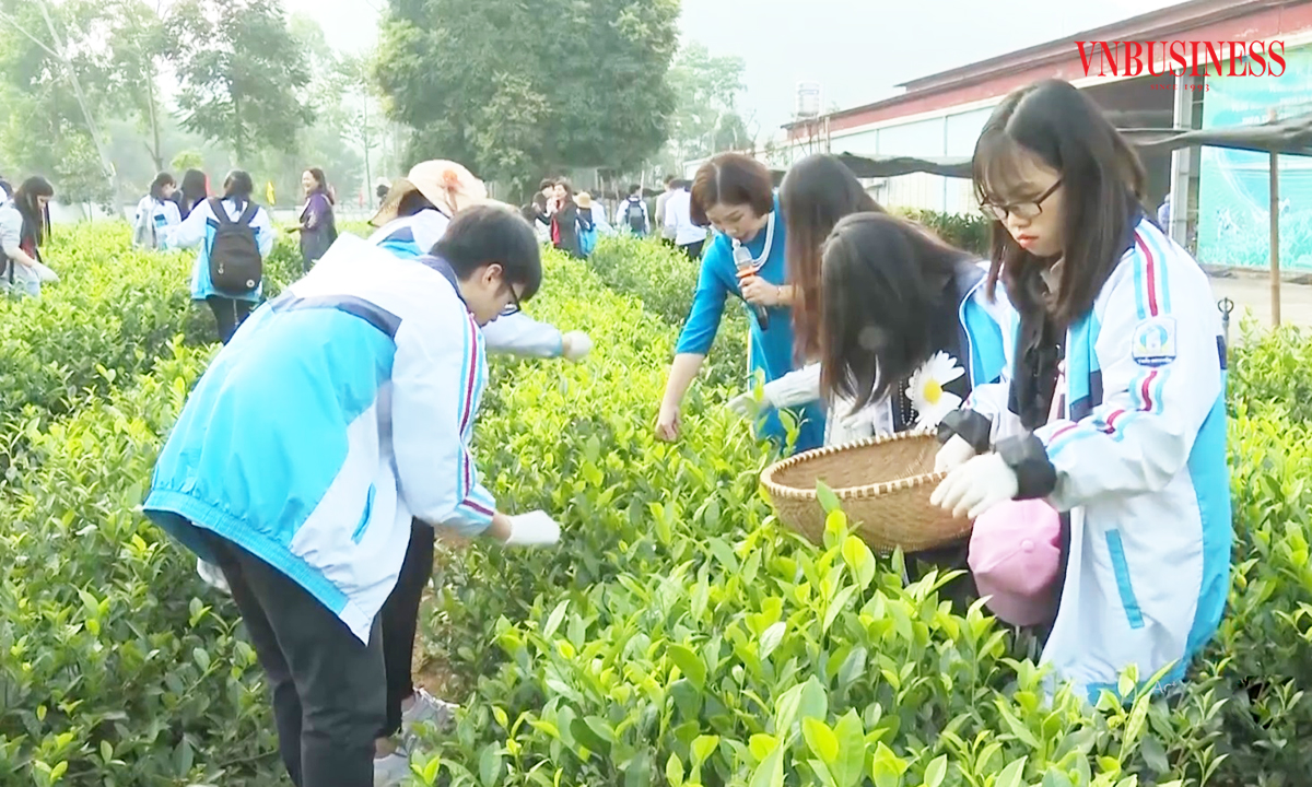 Nhiều HTX chè ở Thái Nguyên đang đẩy mạnh sản xuất xanh kết hợp du lịch trải nghiệm.