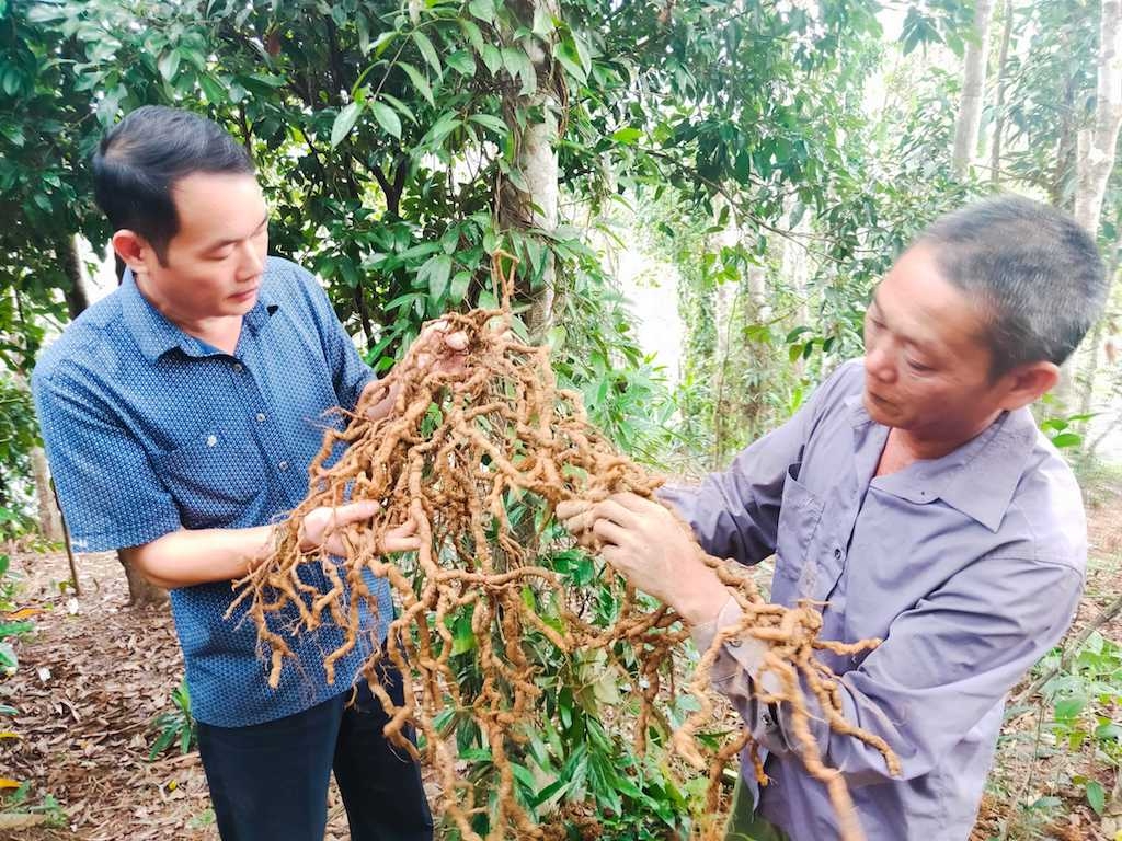 Hiệu quả kinh tế được cải thiện đáng kể từ việc trồng cây dược liệu bản địa sẽ góp phần nâng cao đời sống vật chất, tinh thần của người dân Tây Giang.