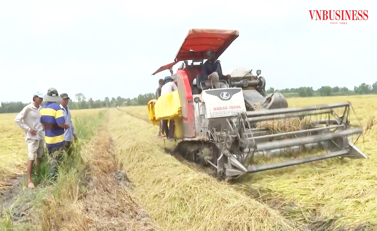 Ứng dụng khoa học công nghệ giúp các HTX, người nông dân ở Hậu Giang thắng lớn.