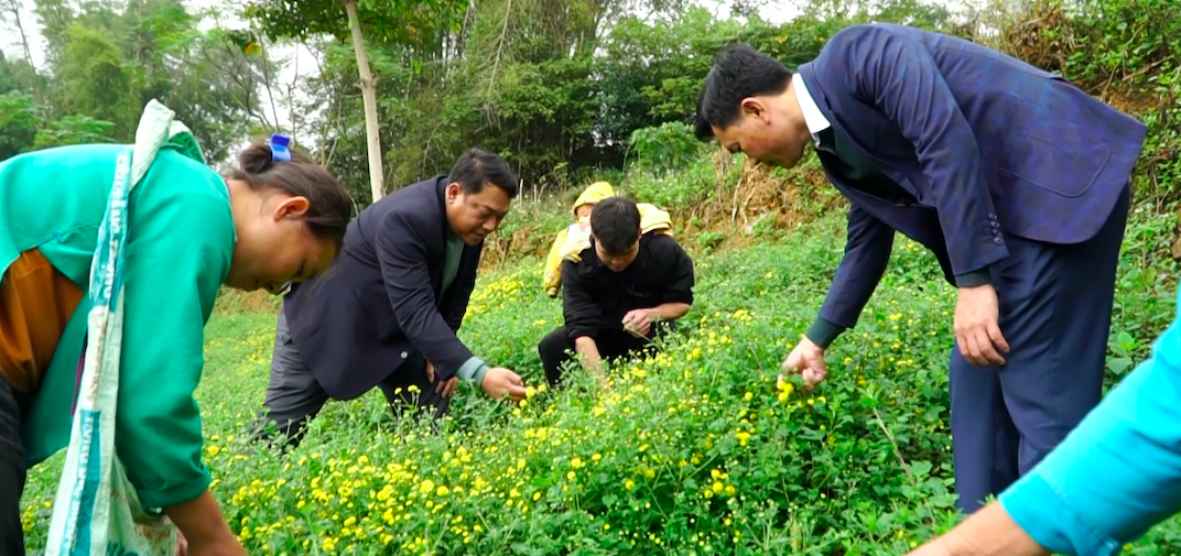 Huyện Si Ma Cai hiện có 23 HTX và 67 tổ hợp tác, với hơn 1.000 thành viên, chủ yếu là các HTX nông nghiệp.