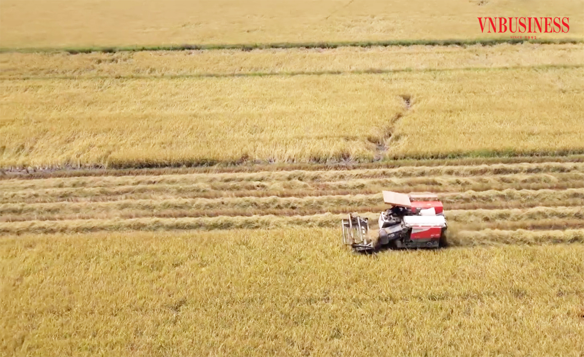 Các HTX, tổ hợp tác phát huy vai trò quan trọng trong nâng cao giá trị sản xuất trên cánh đồng lớn ở Hậu Giang.