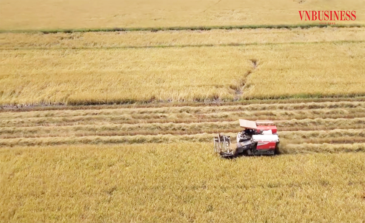 Các HTX, tổ hợp tác phát huy vai trò quan trọng trong nâng cao giá trị sản xuất trên cánh đồng lớn ở Hậu Giang.