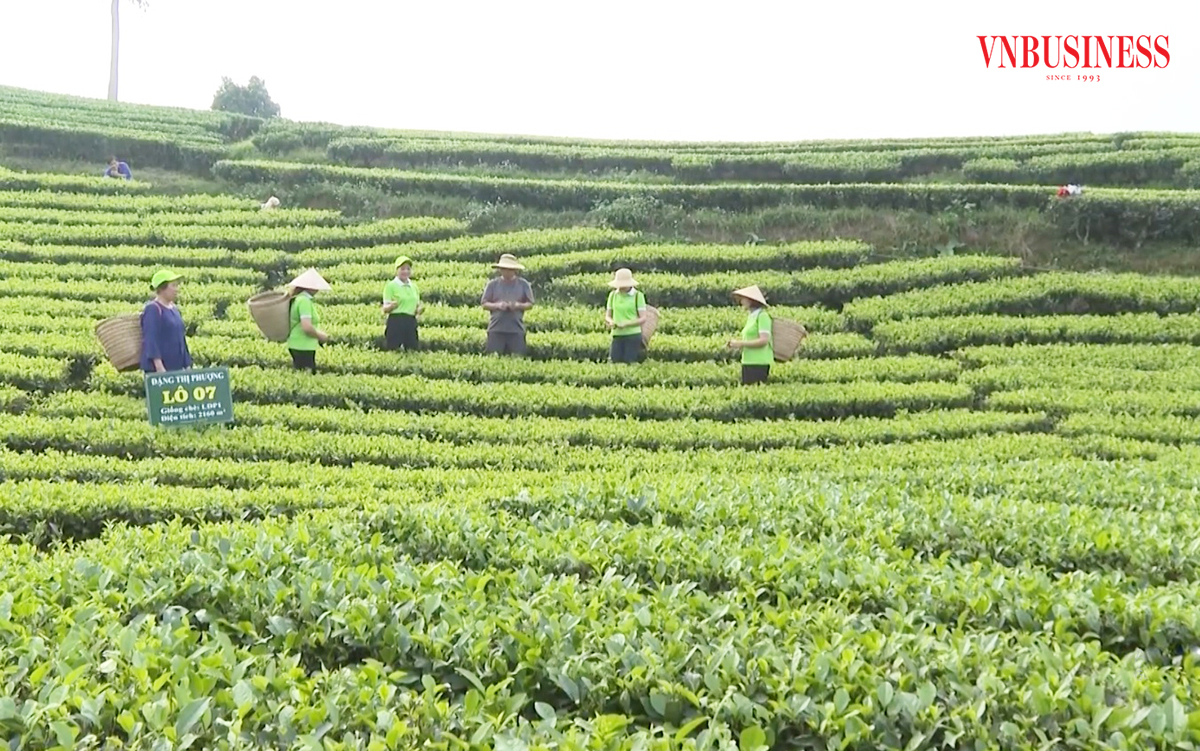 Sản xuất giàu khoa học kỹ thuật giúp các HTX chè điển hình ở Thái Nguyên như La Bằng, Tâm Trà Thái, Hảo Đạt... nâng cao giá trị.