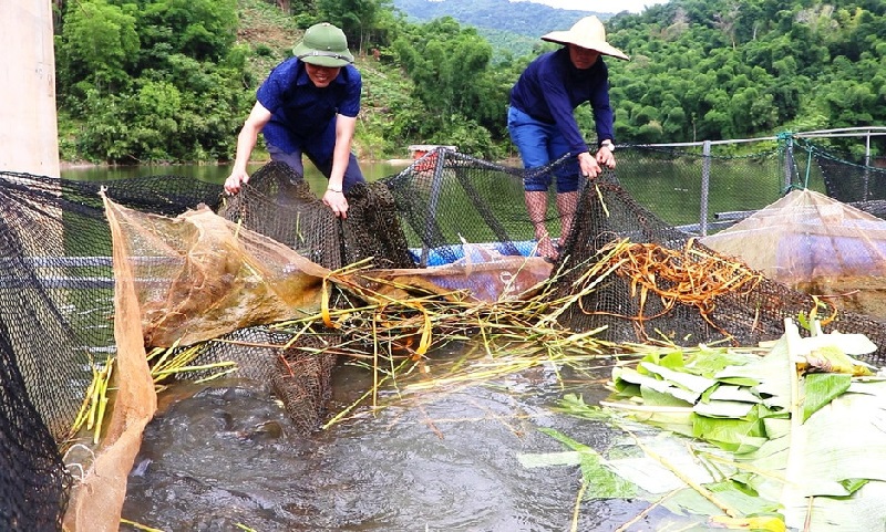 Các thành viên của Hợp tác xã Cựu chiến binh nuôi cá lồng tại xã Trung Sơn phấn khởi, cùng phát triển kinh tế vươn lên thoát nghèo.