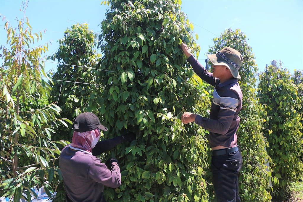 Sự đồng hành của các HTX, tổ hợp tác giúp đồng bào dân tộc thiểu số ở Lộc Ninh nâng cao thu nhập.