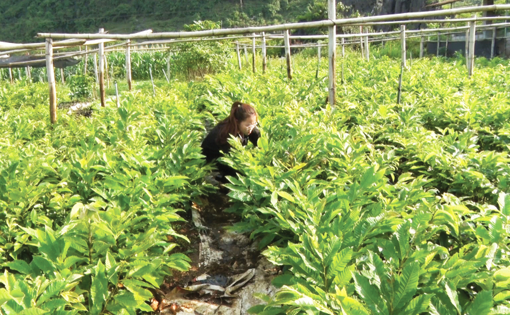 Huyện Trùng Khánh đặt mục tiêu mở rộng diện tích trồng cây hạt dẻ lên 1.000 ha.