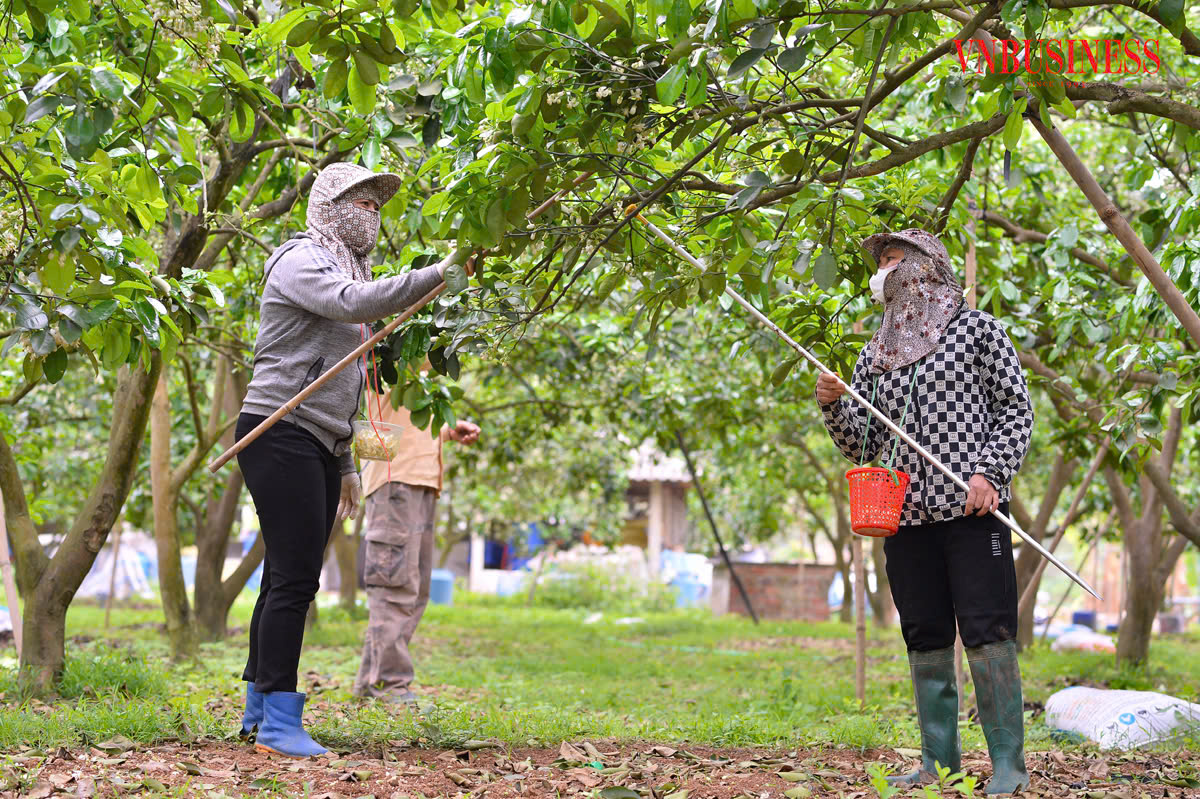 HTX khó tiếp cận vốn ngân hàng vì thiếu tài sản thế chấp &lpar;Ảnh: Mạnh Hòa&rpar;.