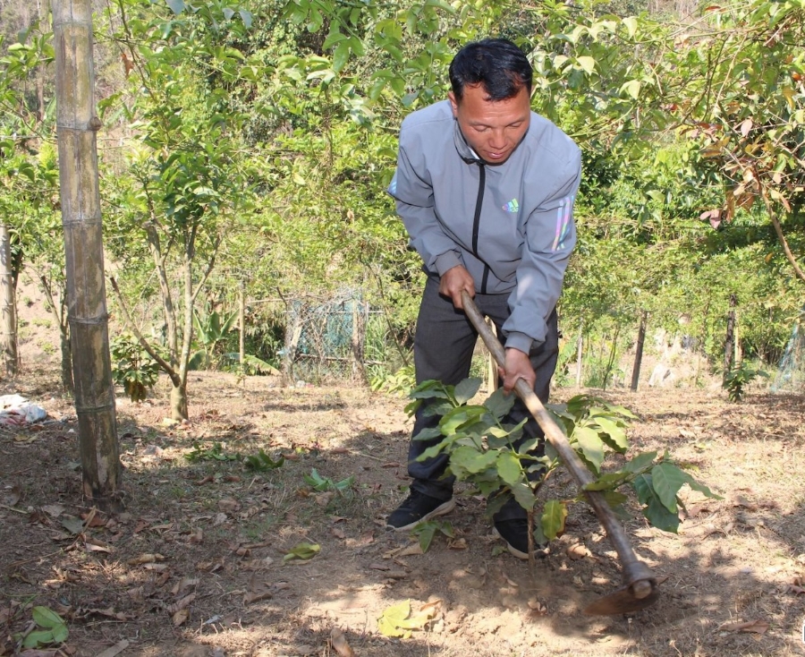 Nông dân xã Mường Lèo, huyện Sốp Cộp chăm sóc cây cà phê - thứ cây ''vàng xanh giúp bà con vươn lên thoát nghèo.