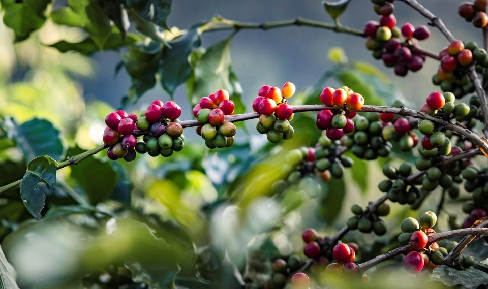 Cà phê Arabica là đặc sản trứ danh của vùng đất Sơn La.