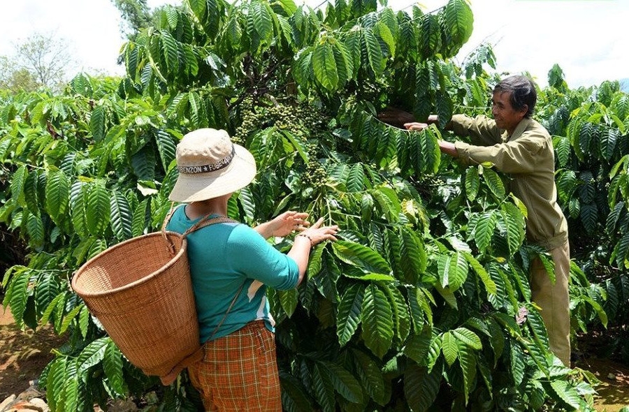 Cây cà phê đang là trợ thủ đắc lực cho công tác xóa đói giảm nghèo ở Đắk Nông.
