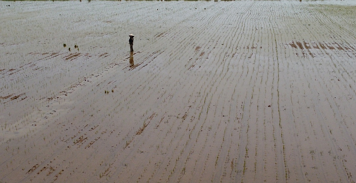 Người dân vẫn đang miệt mài đi dặm lúa để cứu các thửa ruộng.