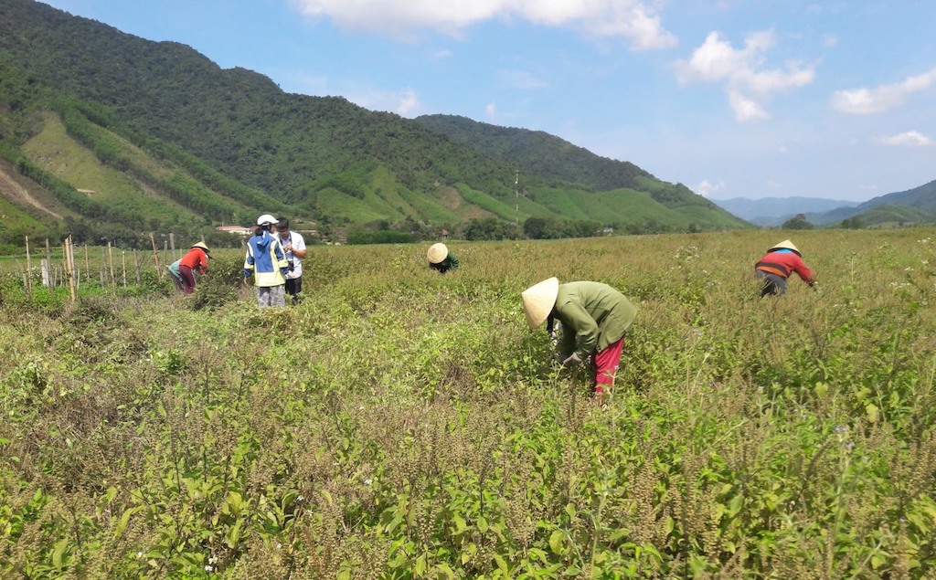 Người dân ở xã Ba Lòng &lpar;huyện Đakrông&rpar; đang ưu tiên những cây trồng chủ lực thông qua vai trò “bà đỡ” của các HTX.