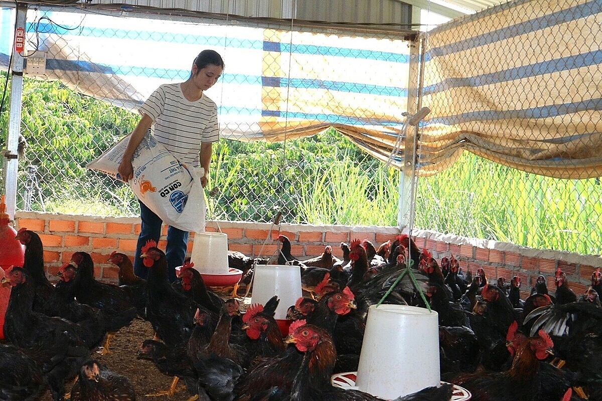 Khuyến khích và hỗ trợ người dân chuyển đổi từ chăn nuôi nhỏ lẻ sang chăn nuôi tập trung theo hướng an toàn sinh học đang là hướng đi bền vững cho công tác xóa nghèo ở Đắk Nông.
