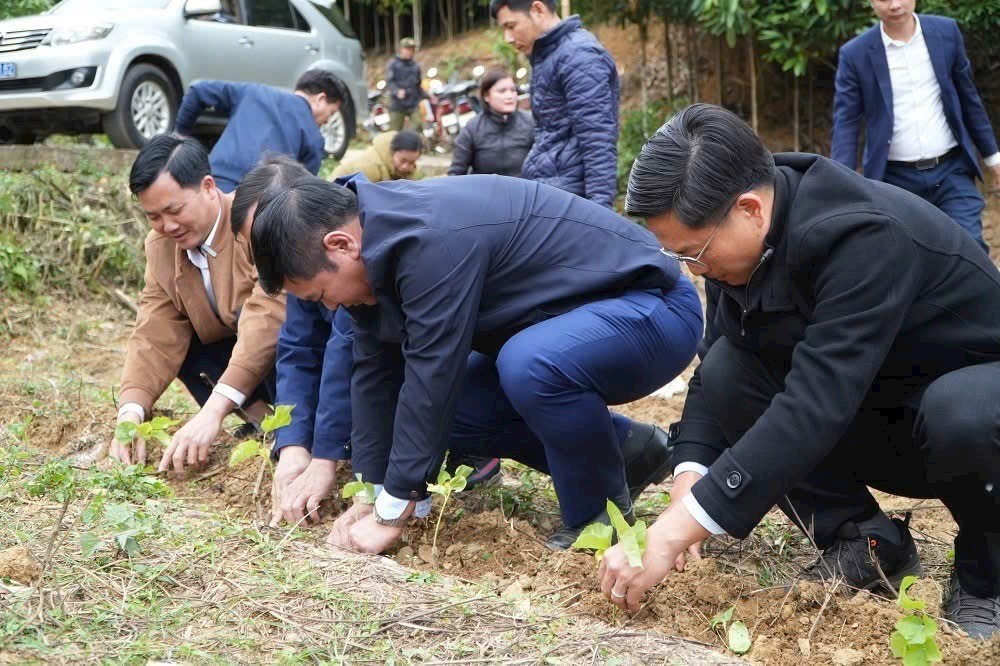 Lãnh đạo tỉnh Lào Cai và HTX Nấm Tam Đảo trồng dâu nhân dịp đầu xuân Ất Tỵ 2025.
