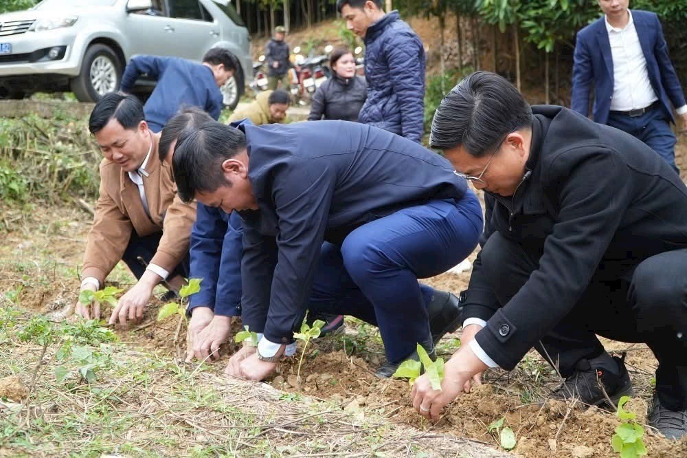Lãnh đạo tỉnh Lào Cai và HTX Nấm Tam Đảo trồng dâu nhân dịp đầu xuân Ất Tỵ 2025.