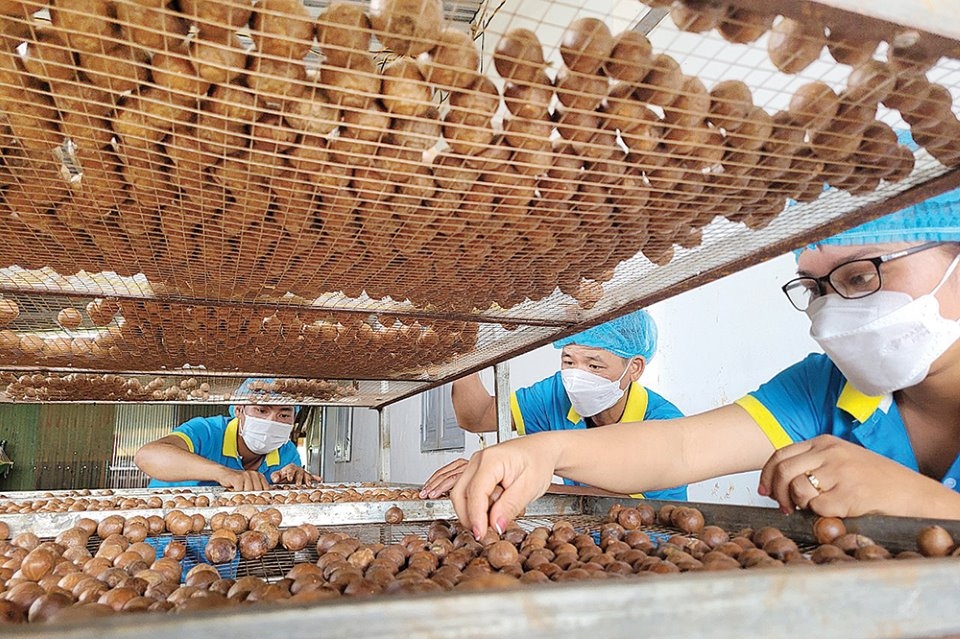 Các HTX ở Tuy Đức mạnh dạn đầu tư vào lĩnh vực chế biến nông sản, tạo ra các sản phẩm có giá trị gia tăng cao hơn, góp phần xóa đói giảm nghèo trên địa bàn.