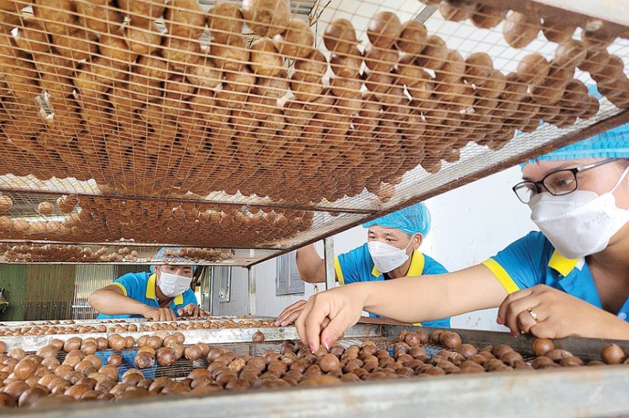 Các HTX ở Tuy Đức mạnh dạn đầu tư vào lĩnh vực chế biến nông sản, tạo ra các sản phẩm có giá trị gia tăng cao hơn, góp phần xóa đói giảm nghèo trên địa bàn.