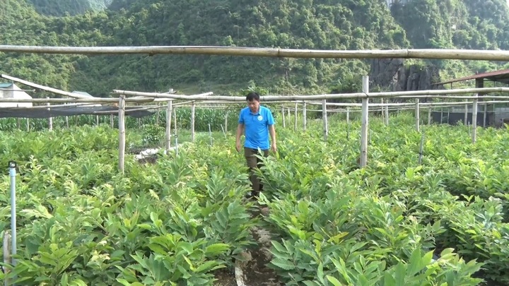 Vườn ươm giống của HTX Bích Loan.