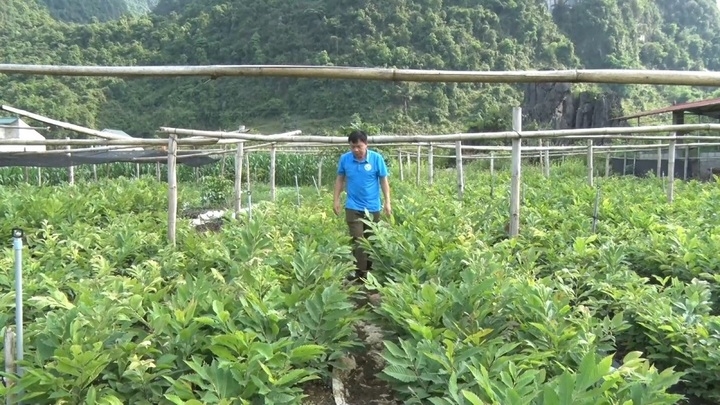 Vườn ươm giống của HTX Bích Loan.