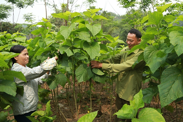 Đời sống của các hộ trồng dâu nuôi tằm tại xã Việt Tiến không những ổn định mà còn được nâng lên nhiều.