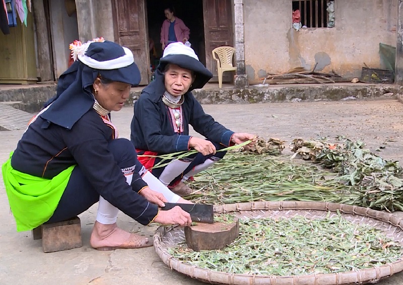 Bà con người Dao tại xã Pù Nhi, huyện Mường Lát thu gom và sơ chế cây dược liệu.