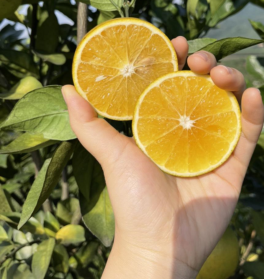 Cam của HTX Sen Ngọc được đánh giá cao về chất lượng.