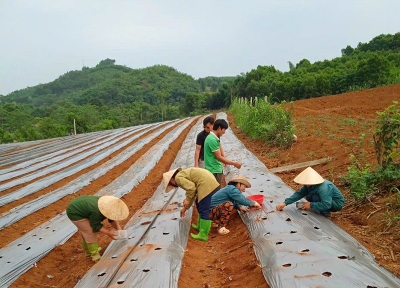 Mô hình trồng cây dược liệu tại một Hợp tác xã trên địa bàn tỉnh Thanh Hóa.