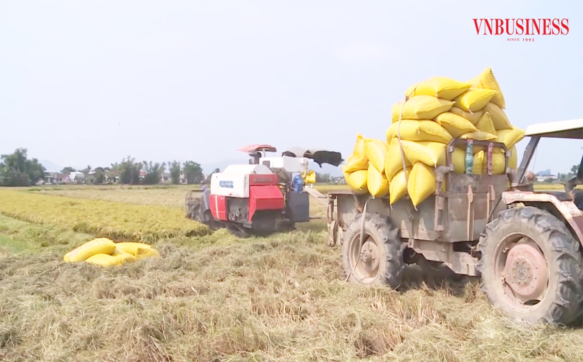 Làm nông nghiệp đề cao sở hữu trí tuệ giúp nông dân, HTX ở Bình Định nâng cao sức cạnh tranh cho sản phẩm.