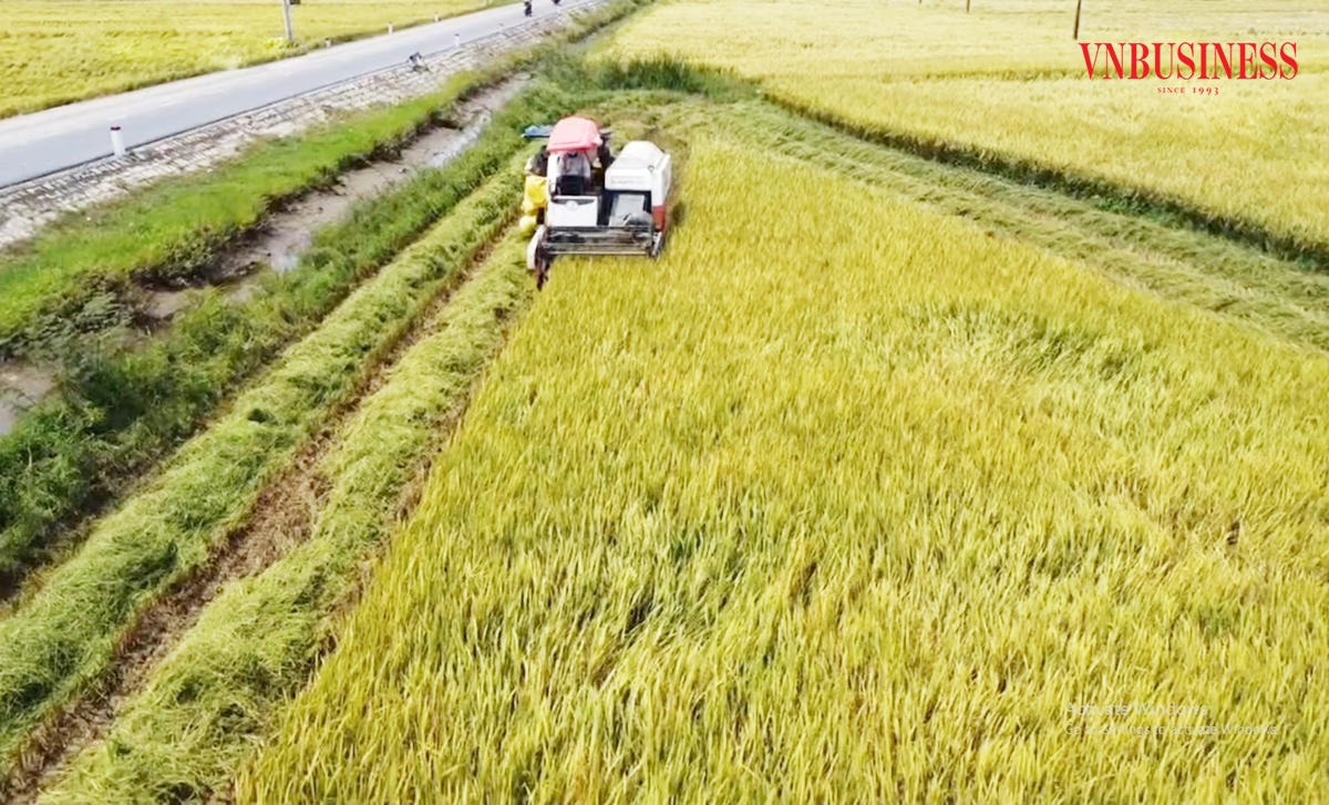 Cùng với vấn đề sở hữu trí tuệ, nông nghiệp Bình Định phát triển mạnh theo hướng công nghệ cao.