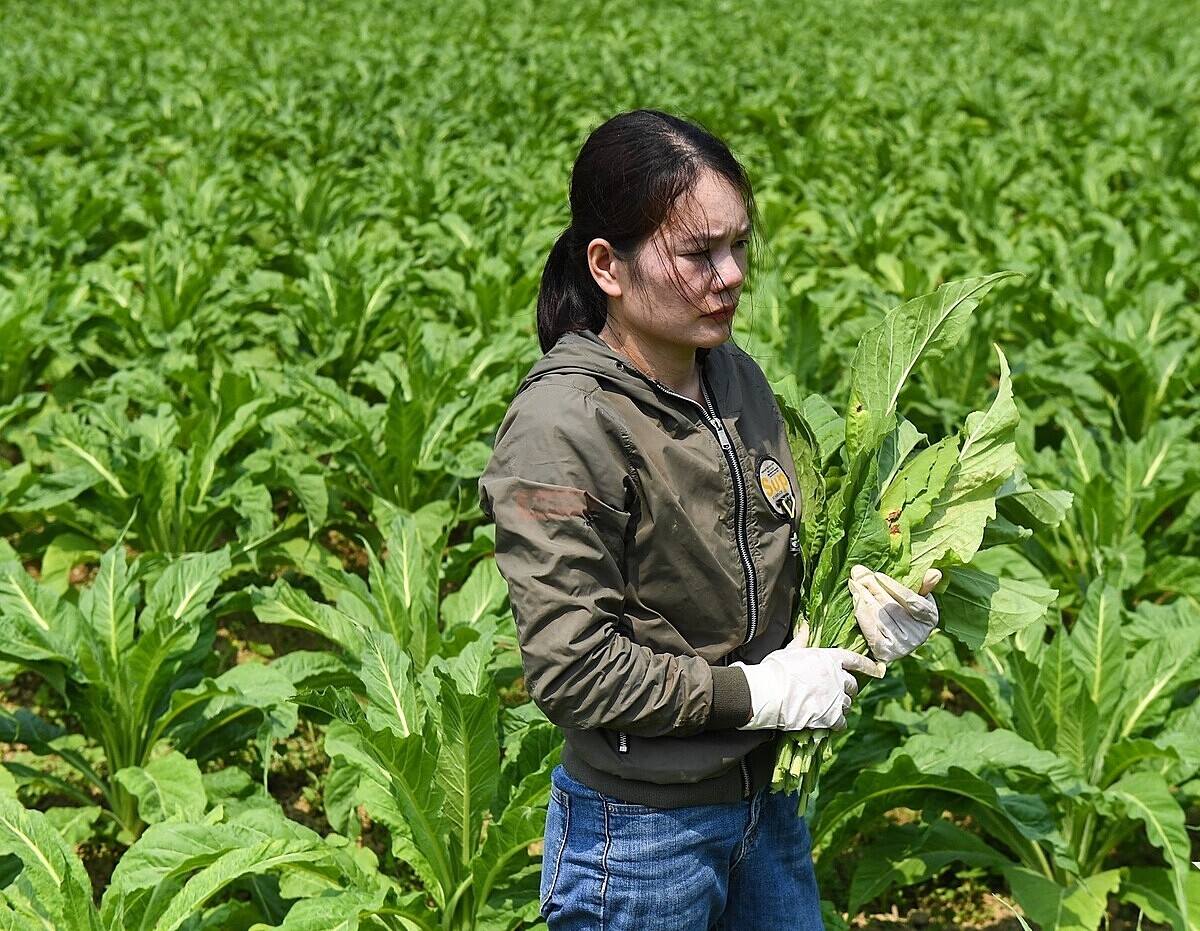 Thuốc lá đang là cây giảm nghèo ở huyện Hà Quảng.