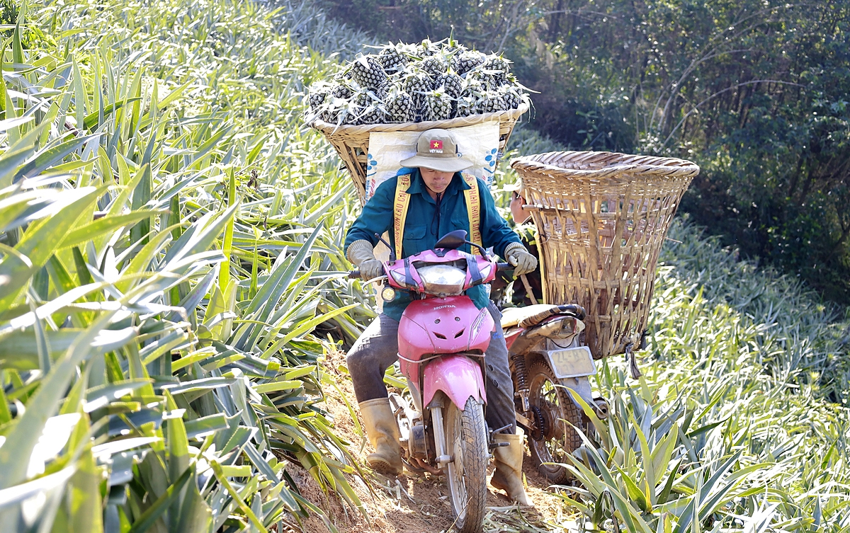 Trồng dứa giúp người dân Bản Lầu thoát nghèo.