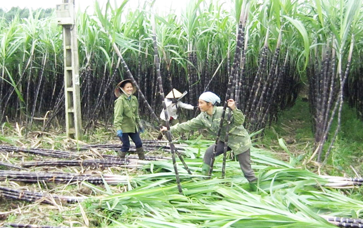 Đa dạng hóa cây trồng là chìa khóa giúp đồng bào dân tộc thiểu số ở Hòa Bình thoát nghèo, làm giàu.