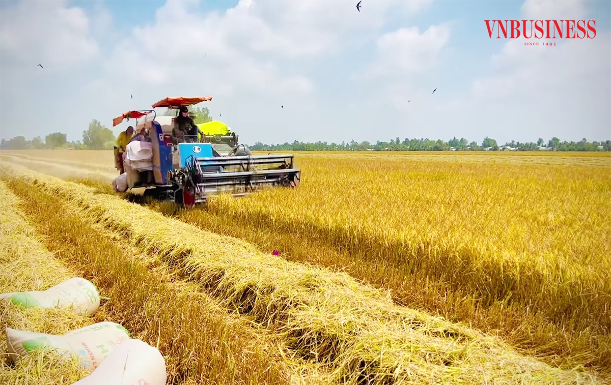 Nông dân, HTX ở Kiên Giang đang đẩy mạnh sản xuất lúa giảm phát thải.