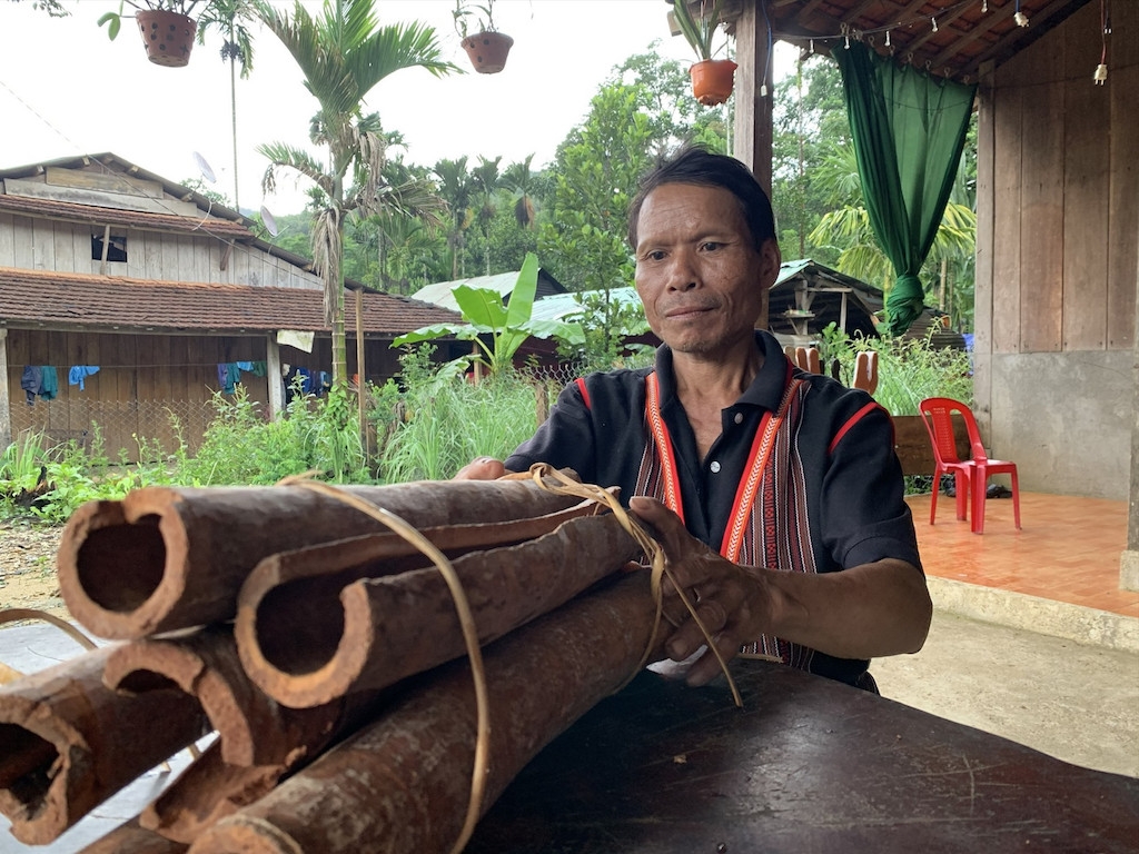 Tham gia vào mô hình liên kết chuỗi giá trị cây quế giúp đồng bào dân tộc thiểu số Bắc Trà My cải thiện sinh kế.