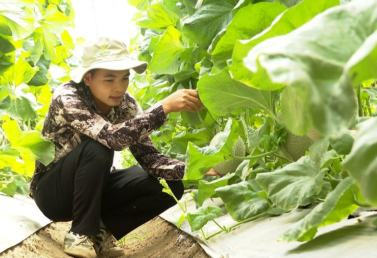 HTX Nông nghiệp công nghệ cao Thành Đạt trồng cây dưa lưới đem lại thu nhập cao thành viên.