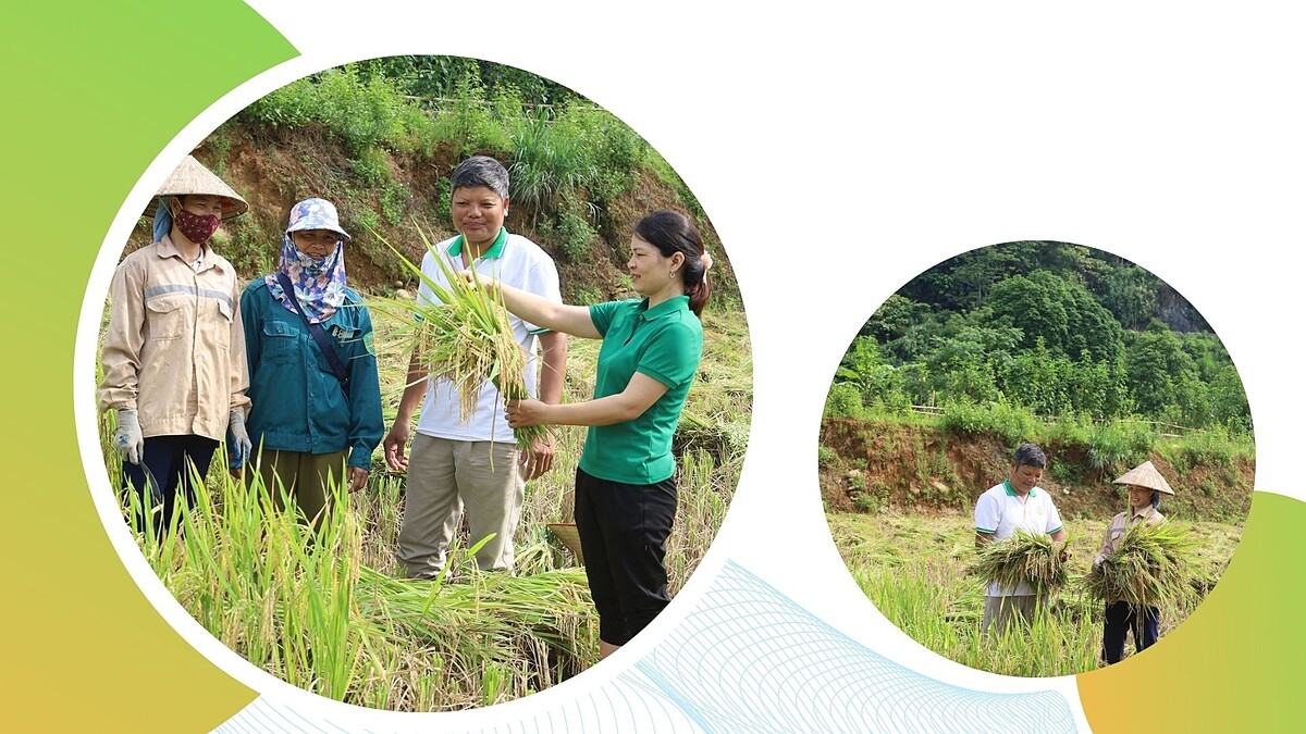 HTX Nông nghiệp và Dịch vụ Lào Cai đã liên kết với các hộ nông dân xã Mường Vi xây dựng mô hình liên kết sản xuất lúa với diện tích 165 ha.