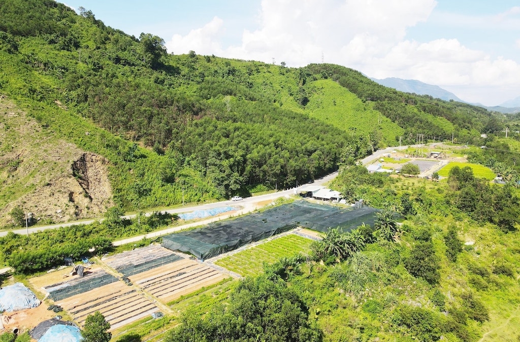 Vùng trồng quế Trà My ngày càng được mở rộng nhằm tạo sinh kế cho người dân.