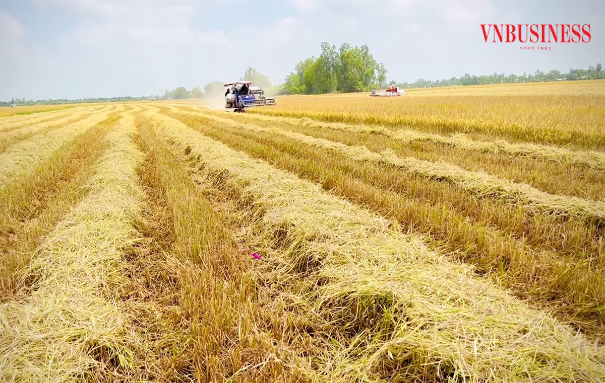 Trồng lúa giảm phát thải giúp nông dân, HTX ở Kiên Giang bán được thêm tín chỉ carbon, nâng cao thu nhập.