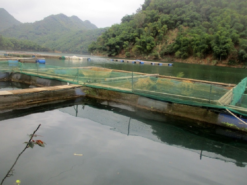 HTX nuôi trồng thủy sản cựu chiến binh Trung Sơn đã tạo sinh kế cho hàng chục hộ dân từ mô hình nuôi cá lồng trên hồ thủy điện.