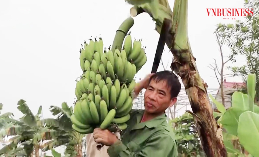 Chuyển đổi cơ cấu cây trồng theo hướng hàng hóa giúp người dân tộc thiểu số ở Hòa Bình nâng cao thu nhập.