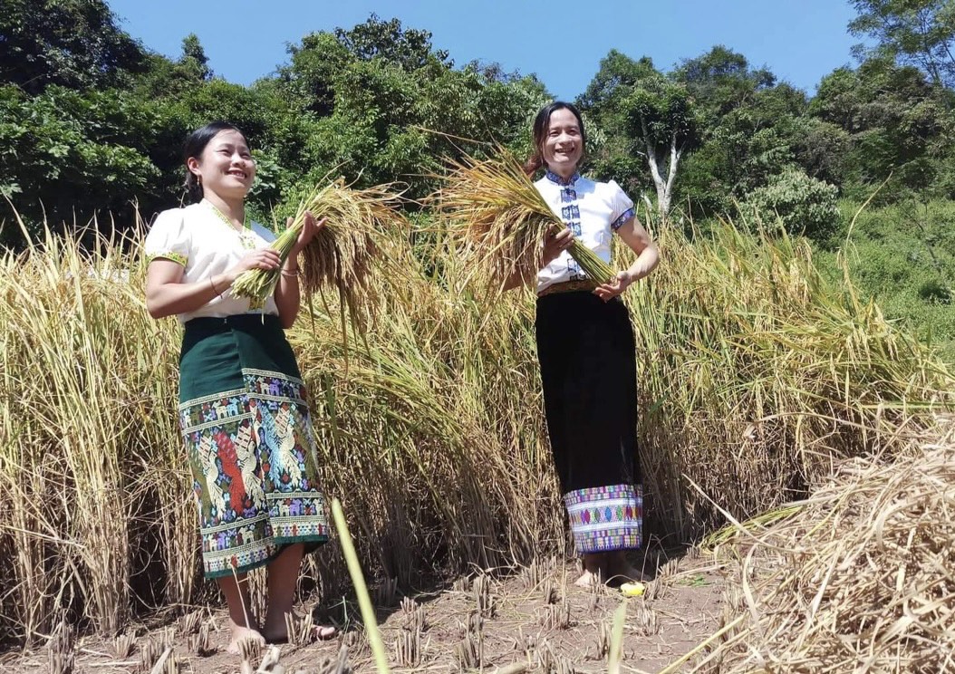 Cây lúa Khẩu Hom đang giúp người dân nâng cao thu nhập.