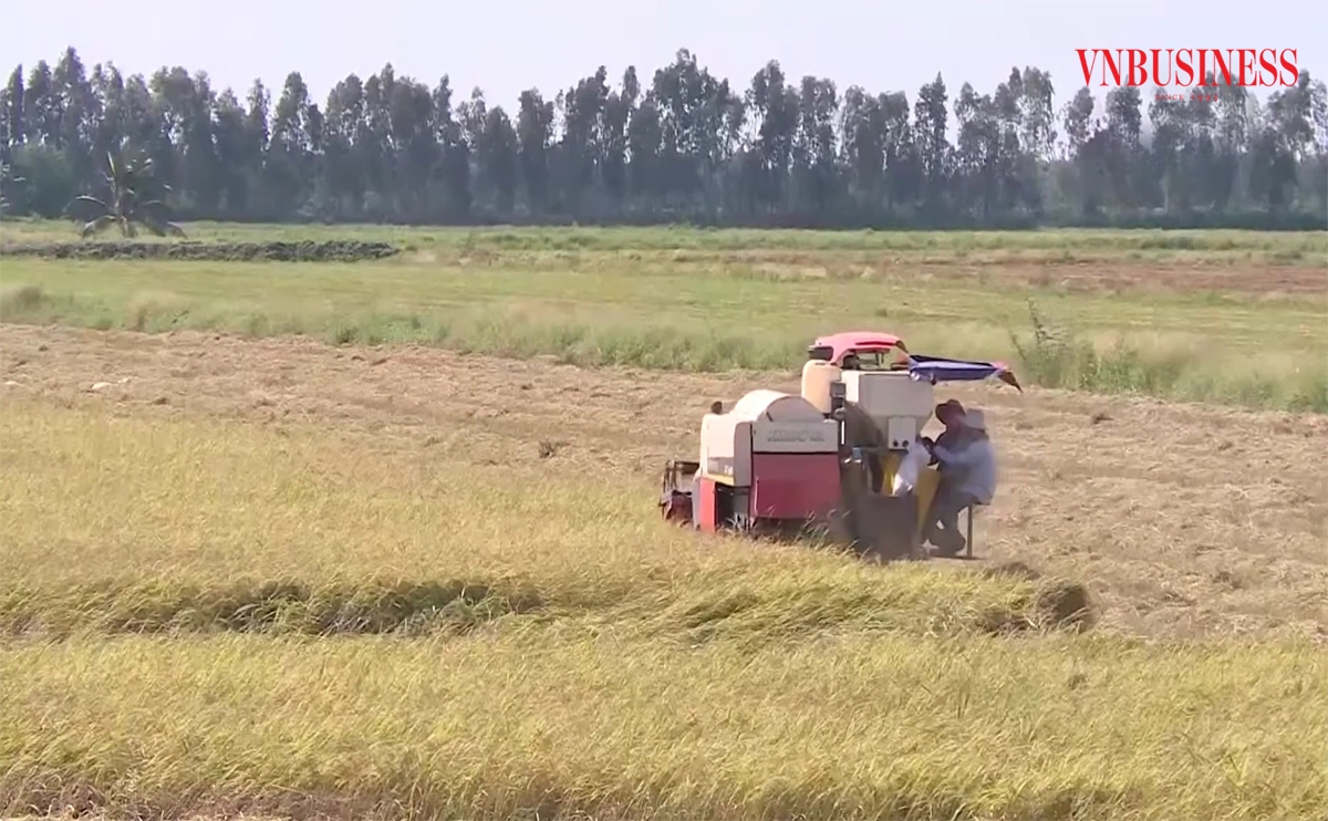 HTX, nông dân ở Long An đang chuyển đổi từ canh tác truyền thống sang sản xuất hữu cơ.